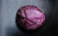 中華釜海膽藏品圖，第8張